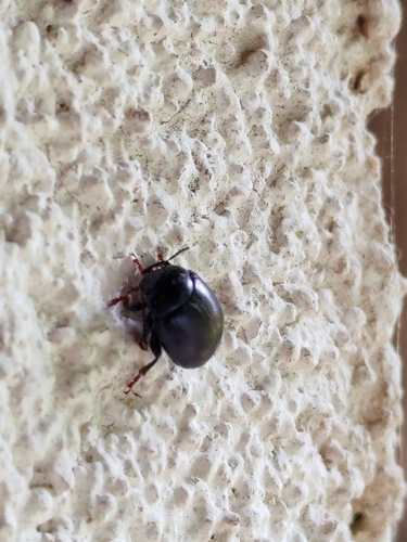 violet leaf beetle