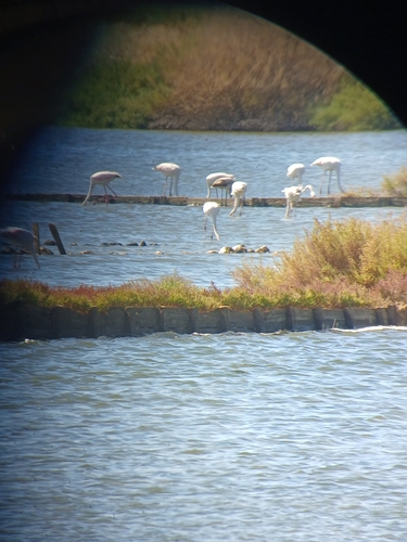 Greater Flamingo