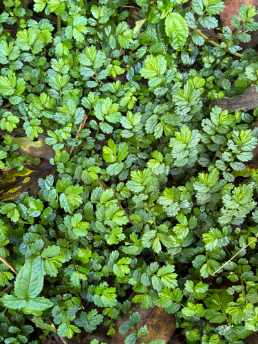 Elatostema obtusum