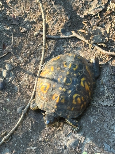 Eastern Box Turtle