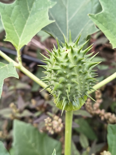 jimsonweed
