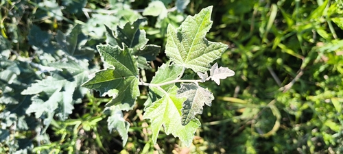 white poplar