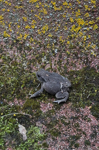 European Toad
