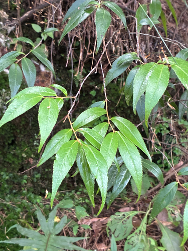 Myrsine semiserrata