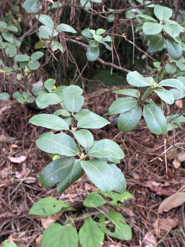Rhododendron racemosum