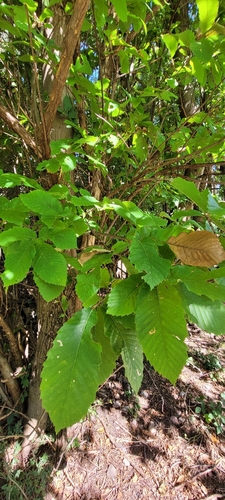 Sweet Chestnut