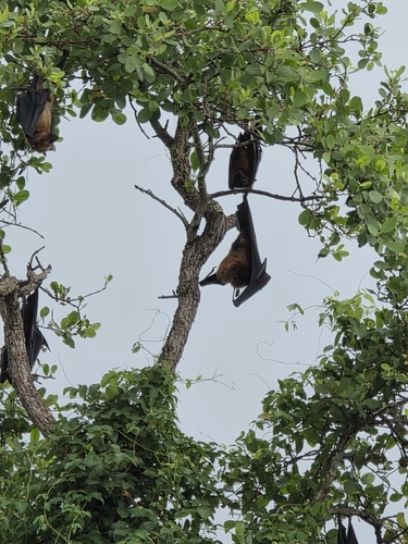 Indian Flying Fox