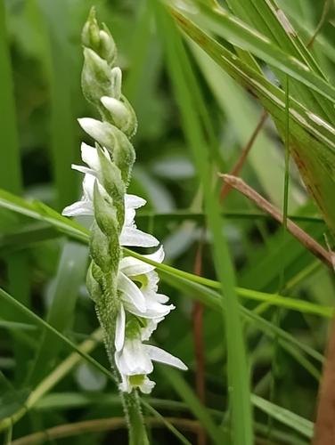 Autumn Ladies' Tresses