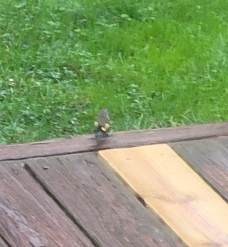 American Redstart
