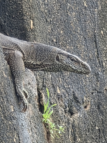 Bengal Monitor
