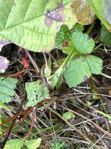 Graceful Bush-cricket