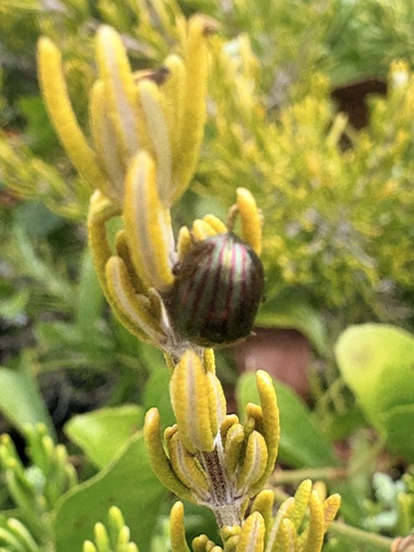 Rosemary Beetle
