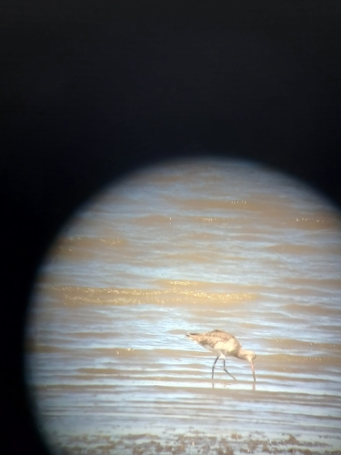 Black-tailed Godwit