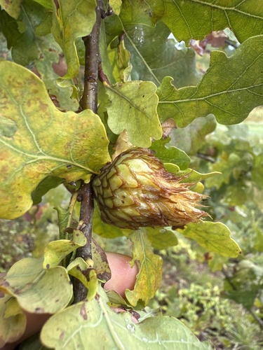 Oak Artichoke Gall Wasp