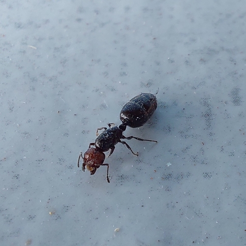 Mediterranean Acrobat Ant
