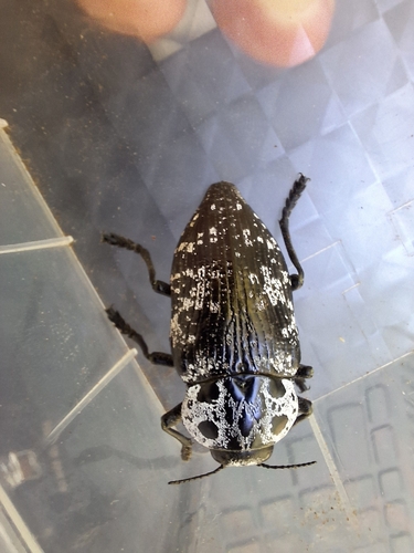 Capnodis cariosa