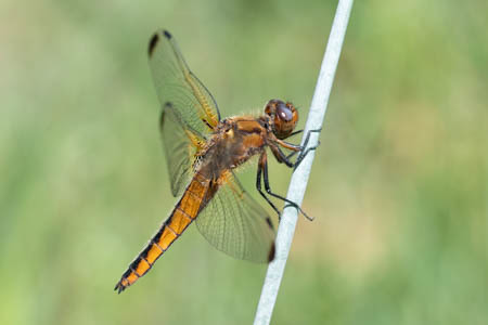 Scarce Chaser