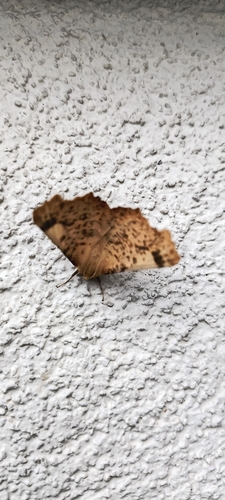 Large Thorn