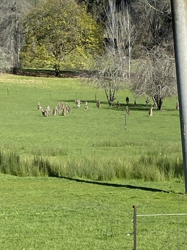 Eastern Grey Kangaroo