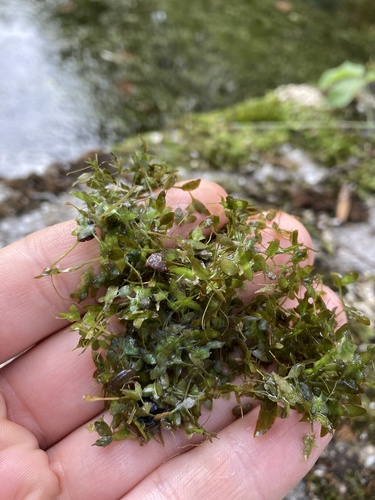 Ivy-leaved Duckweed