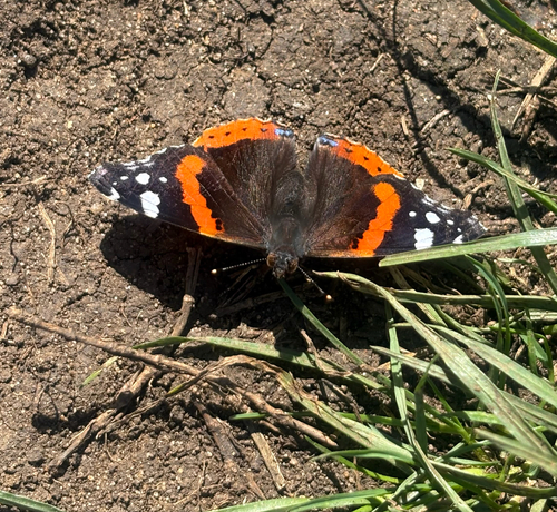 Red Admiral