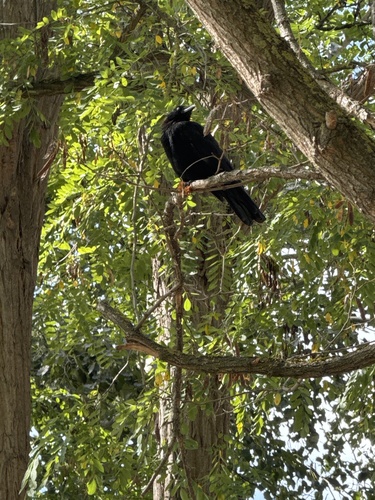 Carrion Crow