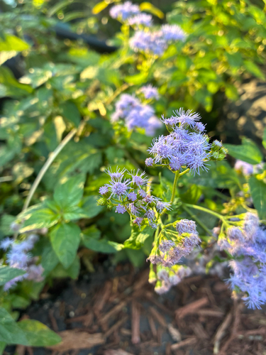 blue mistflower