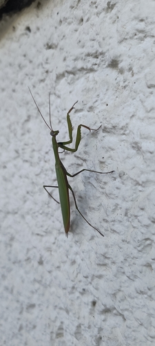 European Mantis