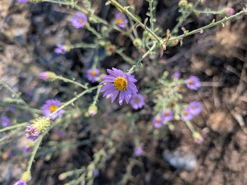 Hoary Tansyaster