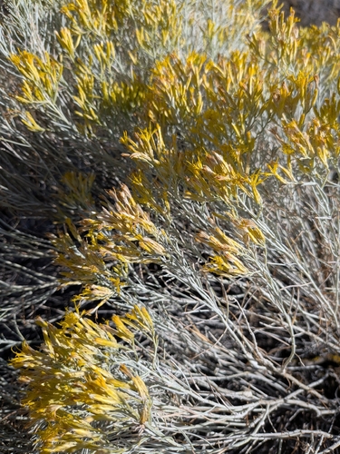 Rubber Rabbitbrush