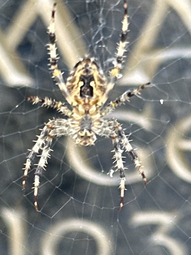 Cross Orbweaver