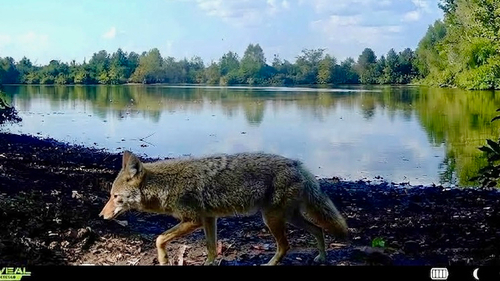 Coyote