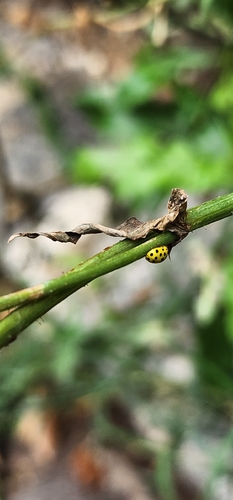 22-spot Ladybird