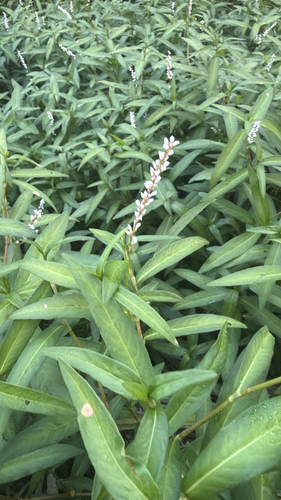 swamp smartweed