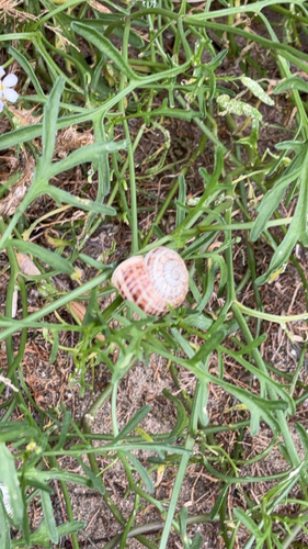 Chocolate-band Snail
