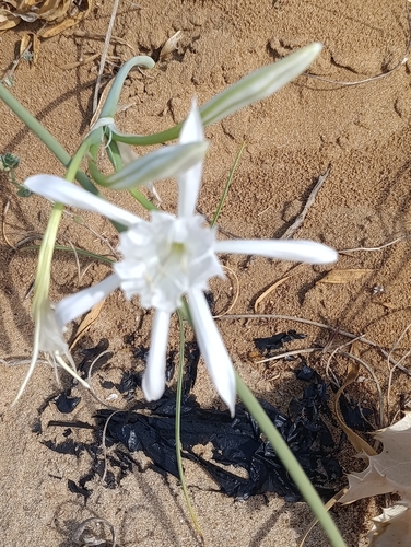 Sea Daffodil