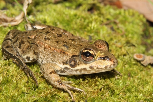 Marsh Frog