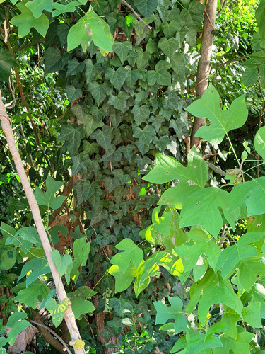 American tuliptree