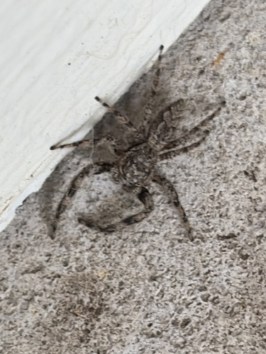 Tan Jumping Spider