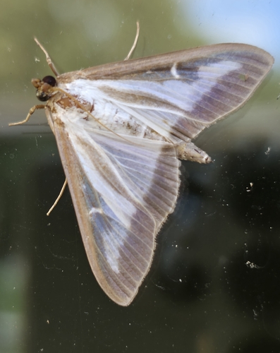 Box Tree Moth