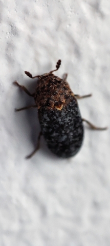 Dermestes undulatus