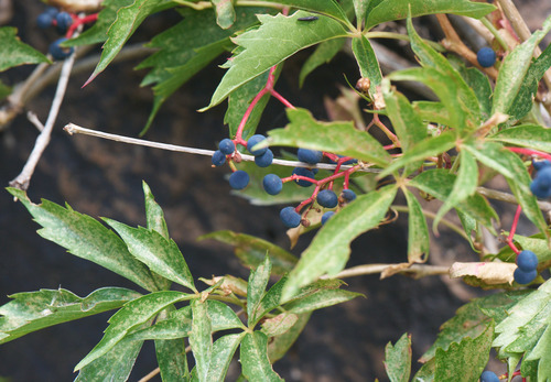 Virginia creeper