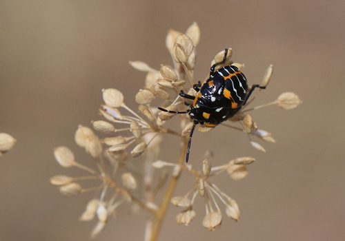 Harlequin Bug