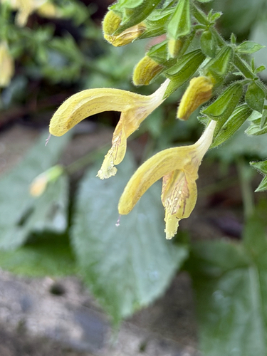 Sticky Sage
