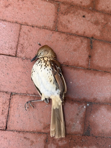 Brown Thrasher