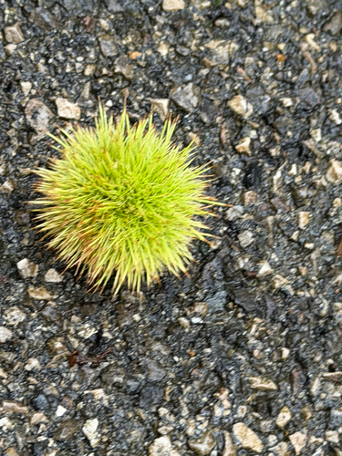 Sweet Chestnut