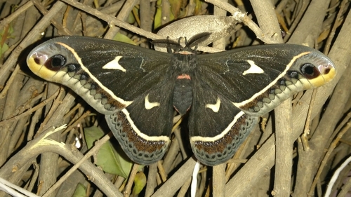 Calleta Silkmoth