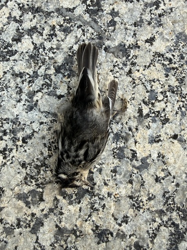 Black-and-white Warbler