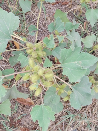 common cocklebur