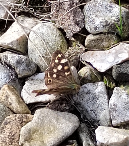 Speckled Wood